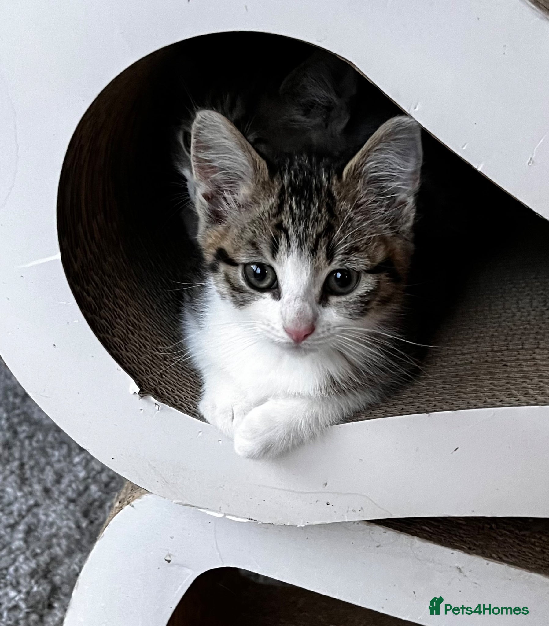 Mixed Breed cats for sale: 💕Simply Stunning Babies - Last girl remaining 😻 - Advert 2