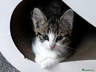 Mixed Breed cats for sale: 💕Simply Stunning Babies - Last girl remaining 😻 - Advert 2