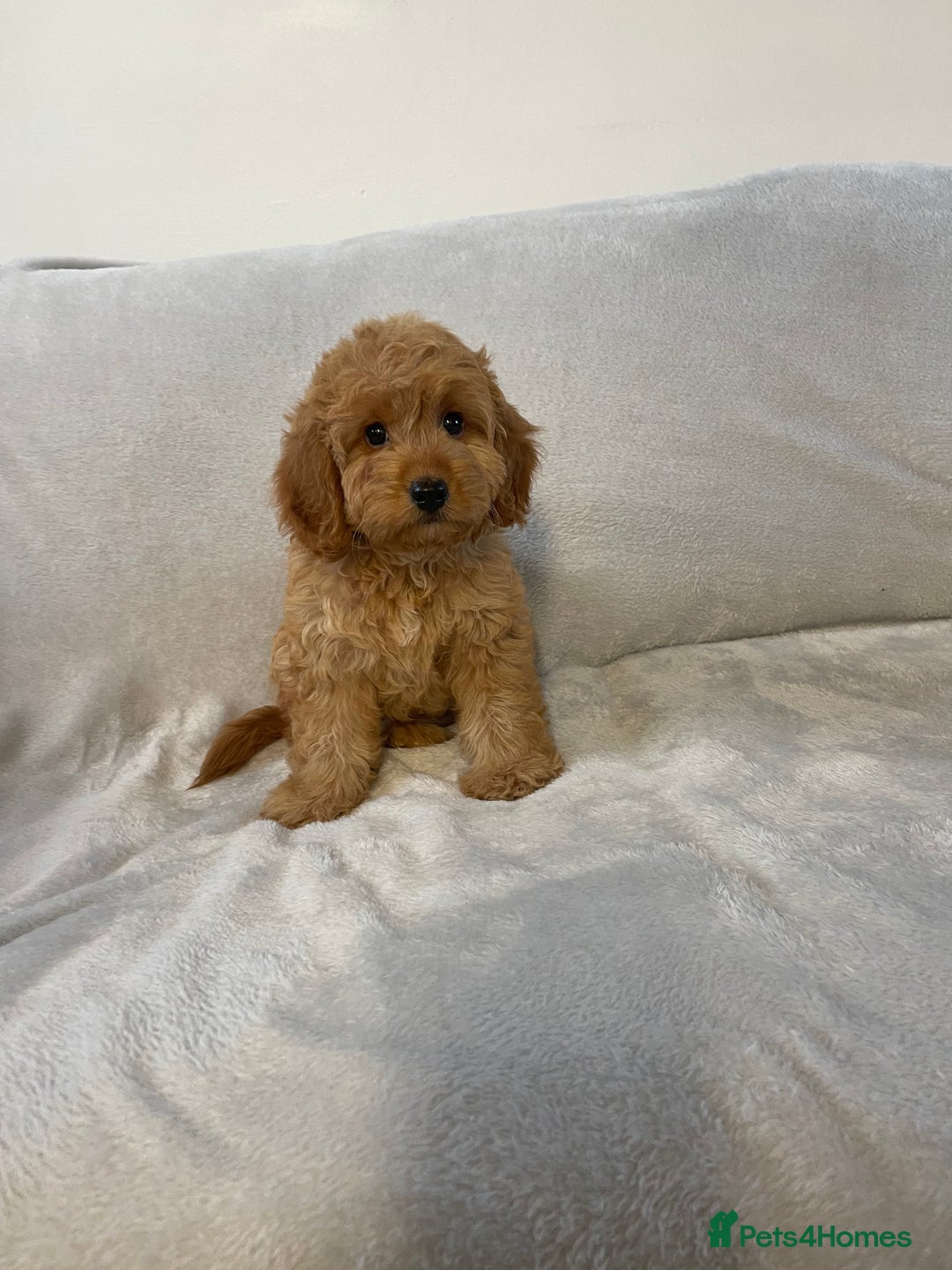 Cockapoo dogs for sale: 1 outstanding boy available  - Image 3