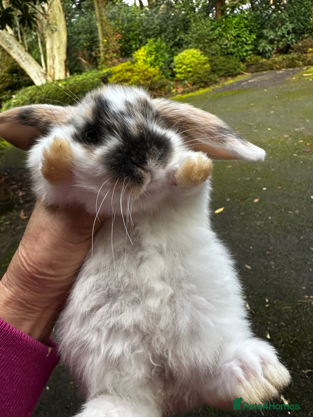 Mini Lop rabbits for sale: Well handled baby mini lops tiny treasures - Advert 8