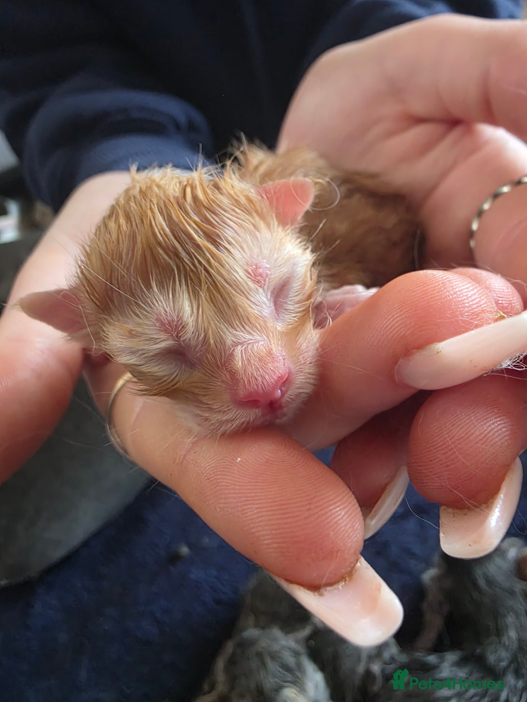 Maine Coon cats for sale: Russian maincoon kittens  - Advert 8