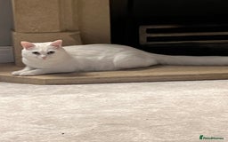 Mixed Breed cats for sale: White kitten friendly  - Image 6