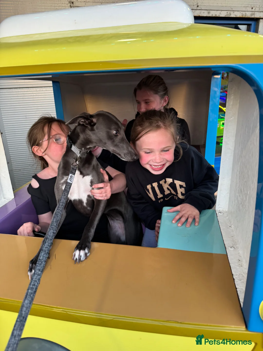 Whippet dogs for sale: Whippets Mother & daughter need rehoming  - Advert 2