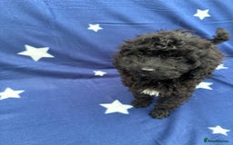 Cavapoo dogs for sale: 2 female cavapoo pups for sale 🩷 - Image 7