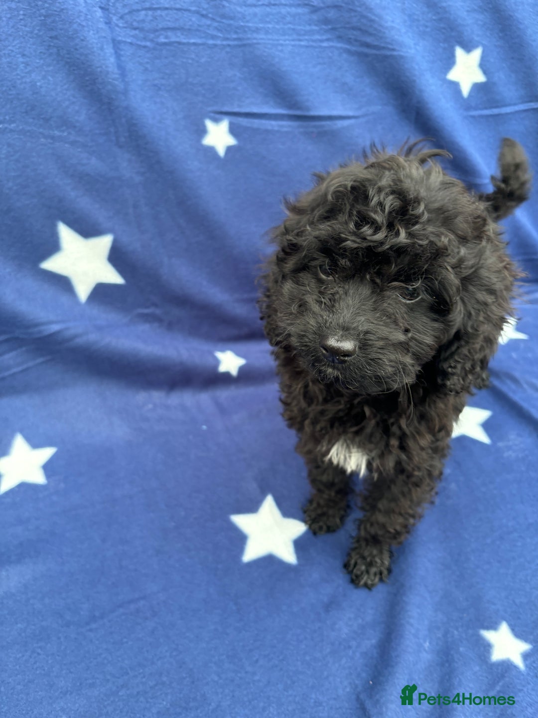 Cavapoo dogs for sale: 2 female cavapoo pups for sale 🩷 - Image 7