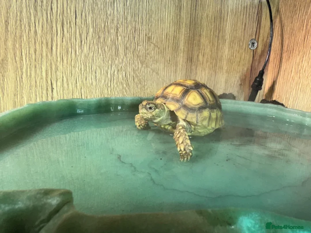 Tortoise reptiles for sale: Baby Sulcata Tortoises - Advert 2