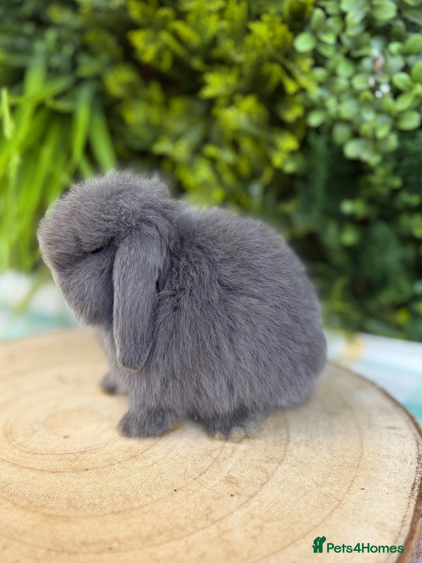 Mini Lop rabbits Mini Lops - Advert 13
