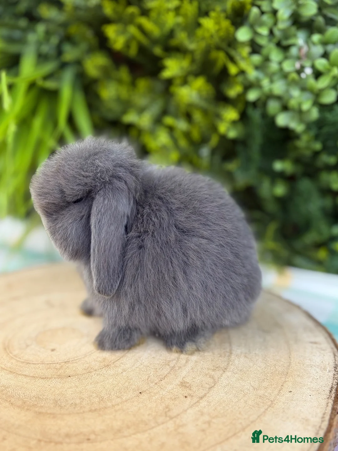 Mini Lop rabbits for sale: Mini Lops - Advert 1