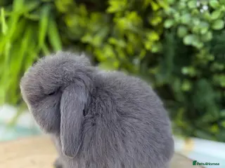 Mini Lop rabbits Mini Lops - Advert 13