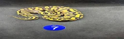 Python Snake reptiles for sale: Royal pythons  - Advert 5