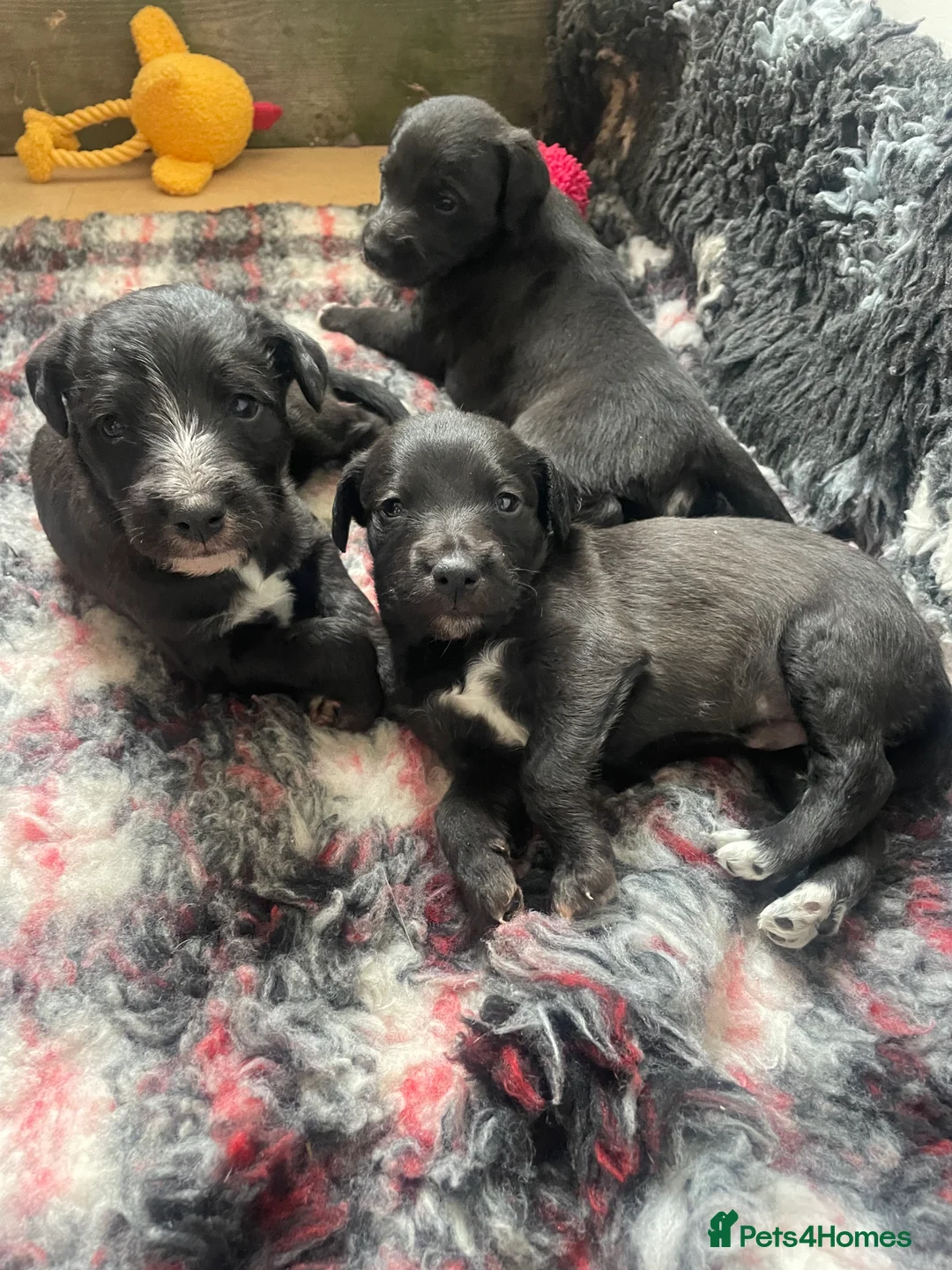 Mixed Breed dogs for sale: Bedlington Whippet Pups  - Advert 1