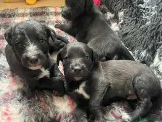 Mixed Breed dogs Bedlington Whippet Pups - Advert 2
