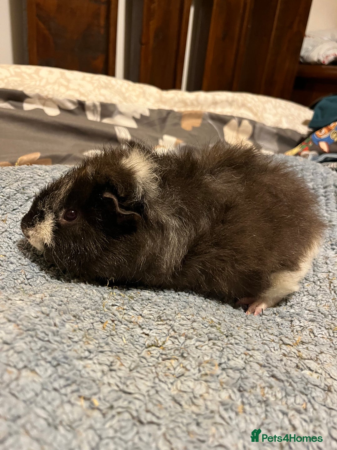 Guinea Pig rodents for sale: 3x males  - Image 4