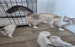 Ragdoll cats for sale: Seal and lynx point mitted kittens - Image 8