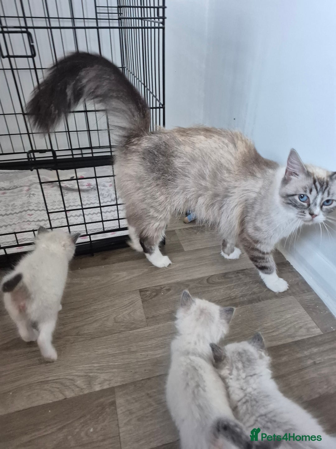 Ragdoll cats for sale: Seal and lynx point mitted kittens - Image 8