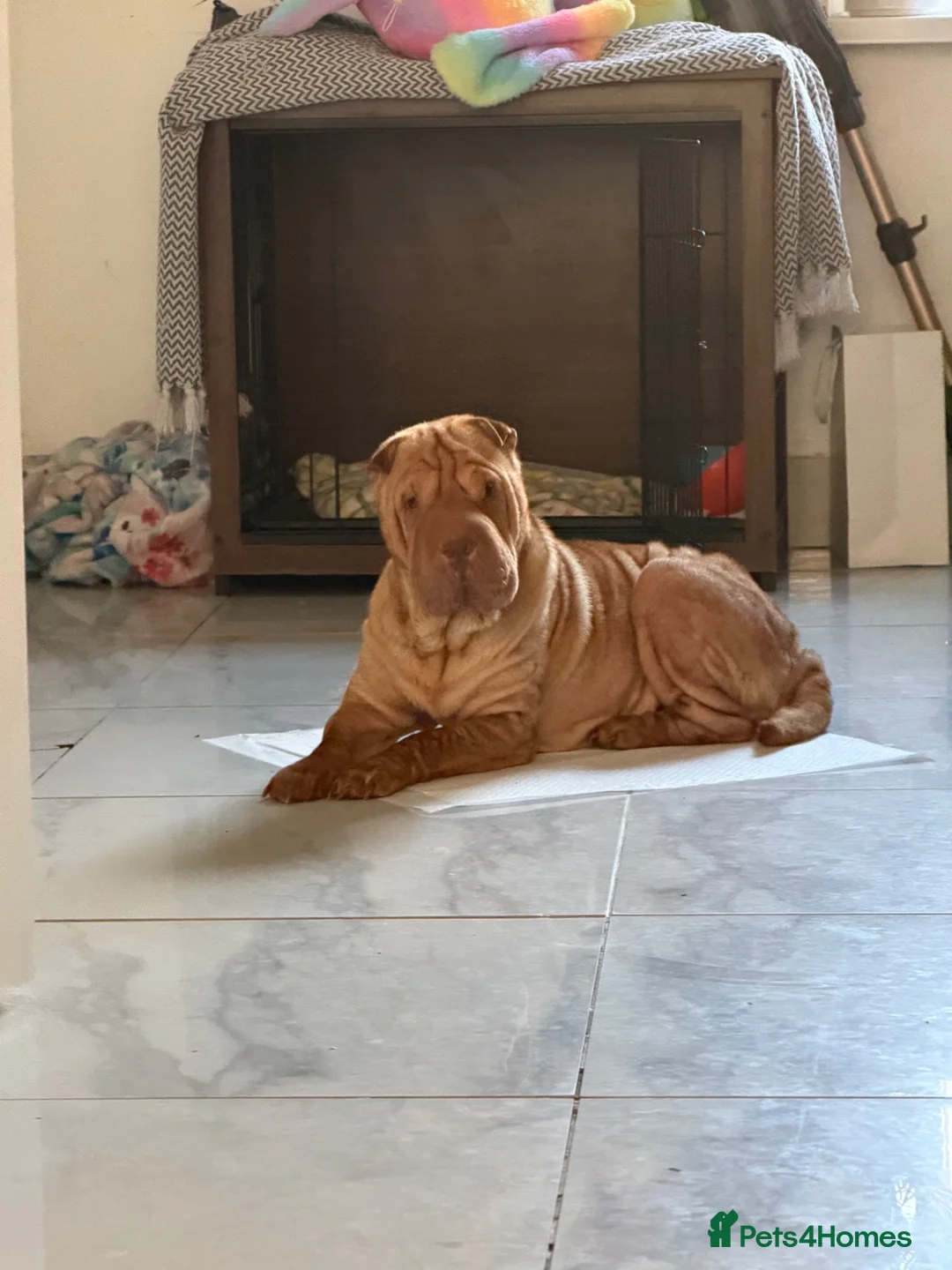 Shar Pei dogs for sale: beautiful shar pei girl  - Advert 14