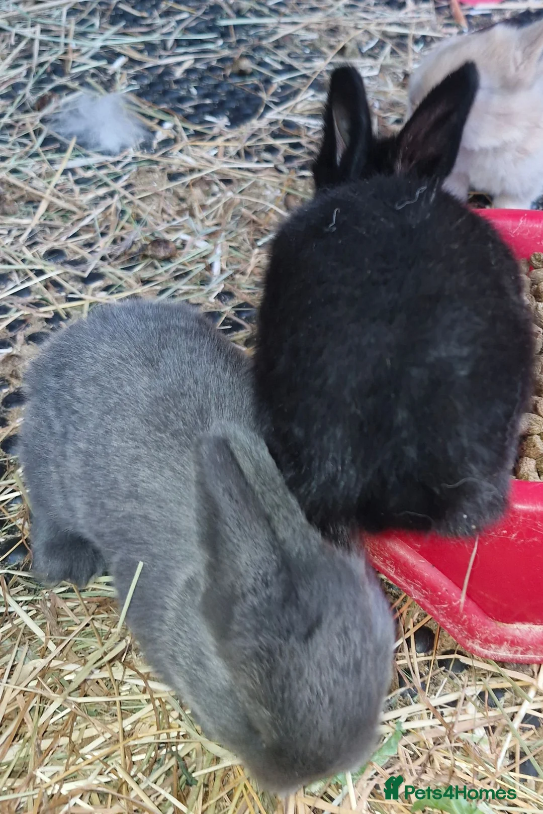 Continental Giant rabbits for sale: 6 babies ready for loving homes - Advert 2