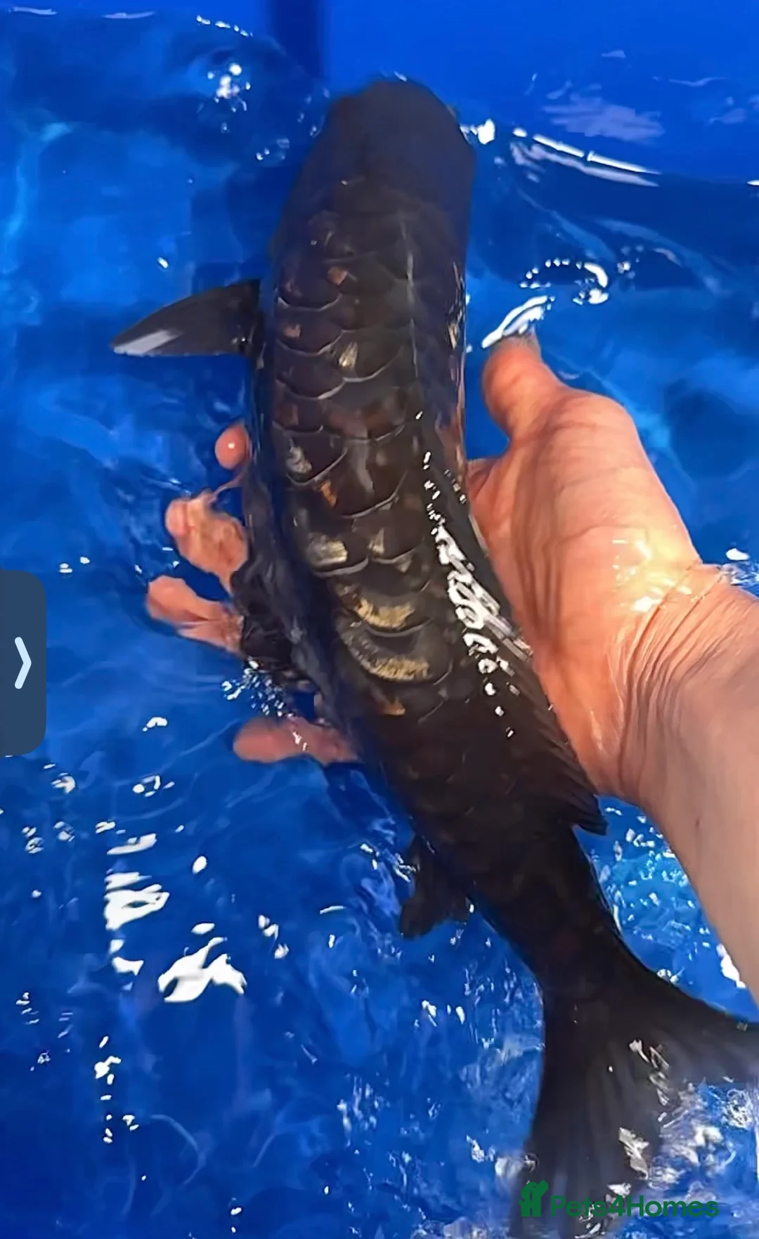 Koi Carp fish for sale: Japanese Dragon Scale Koi - Advert 2