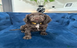 Cocker Spaniel dogs for sale: Beautiful litter of cocker spaniel pups 4 left  - Image 36