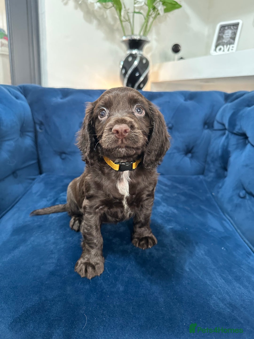 Cocker Spaniel dogs for sale: Beautiful litter of cocker spaniel pups 4 left  - Image 36