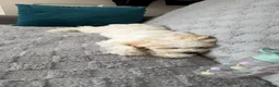 Bichon Frise dogs for sale: Male Bichon Frise puppy for sale - Advert 4