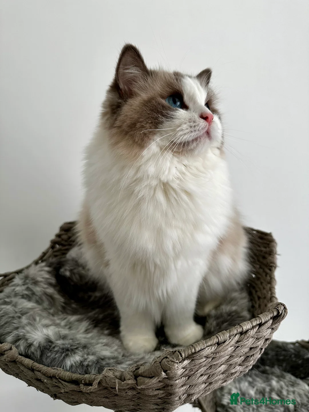 Ragdoll cats for sale:  🩷 Exquisite Active European Ragdoll 🇳🇱  - Advert 3