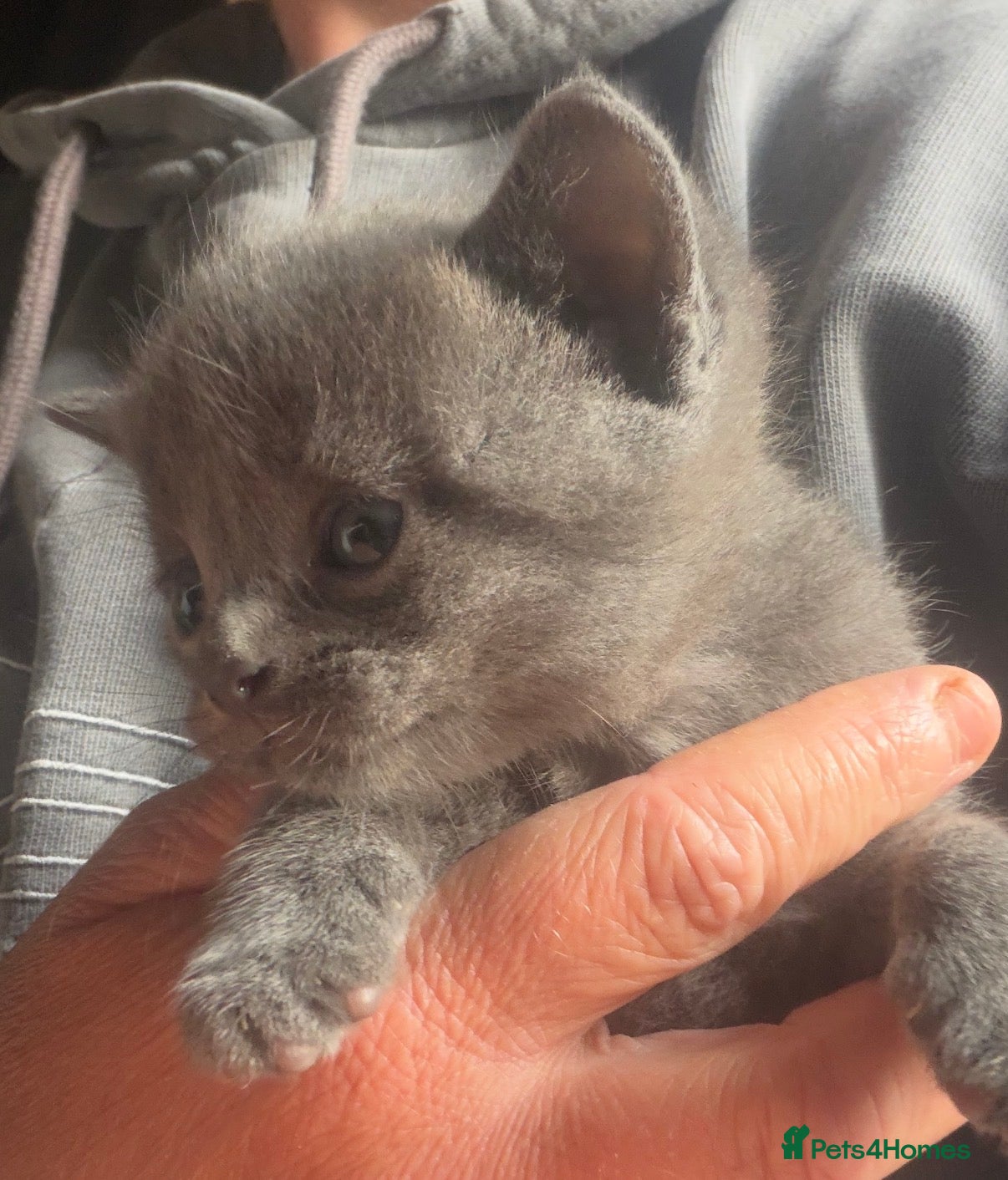 Mixed Breed Kitten 1