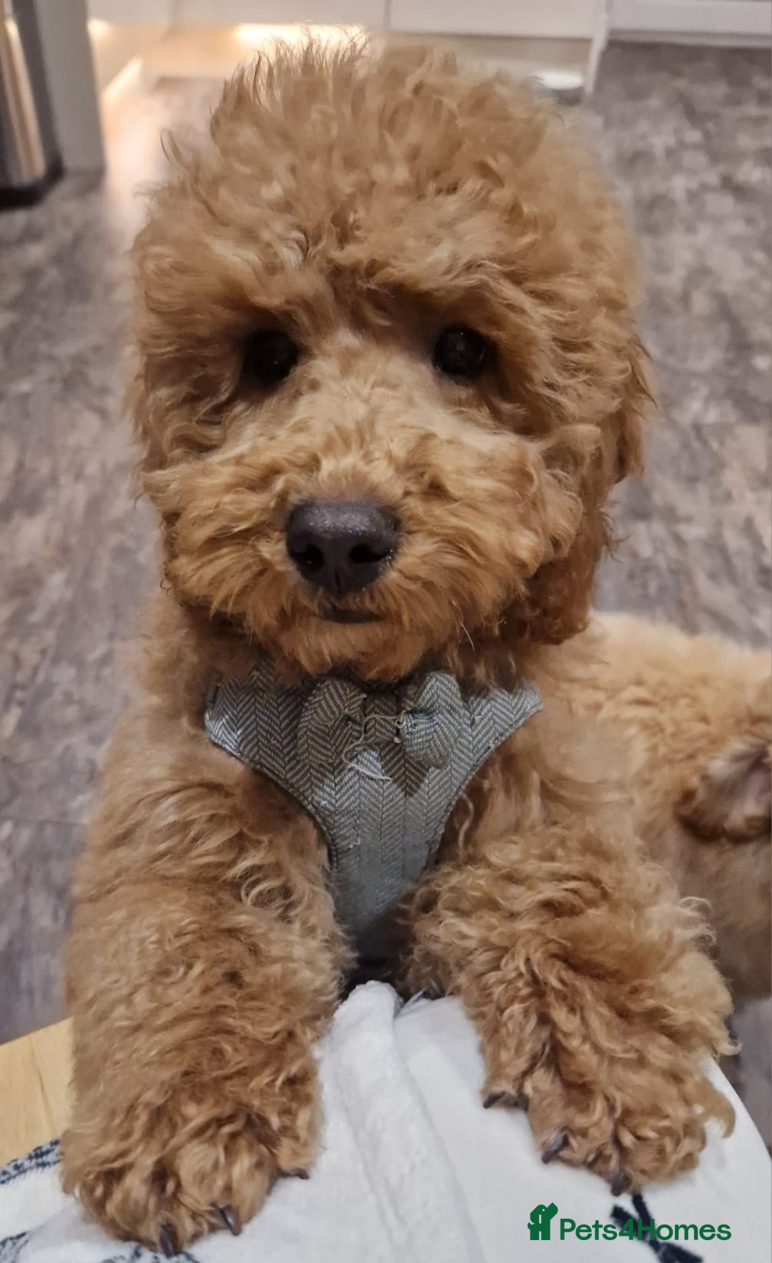 Cockapoo dogs for stud: Cockapoo for Stud - Advert 5