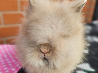 Lionhead rabbits Double Maned Lionhead - Advert 5