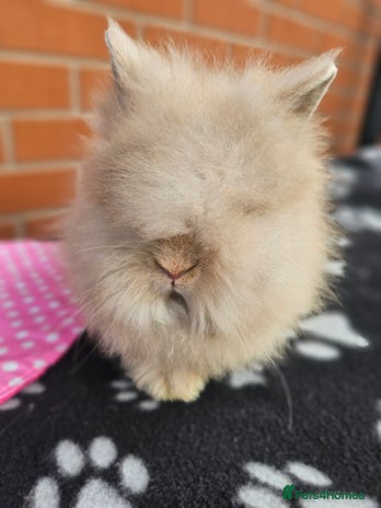 Lionhead rabbits - Advert 1