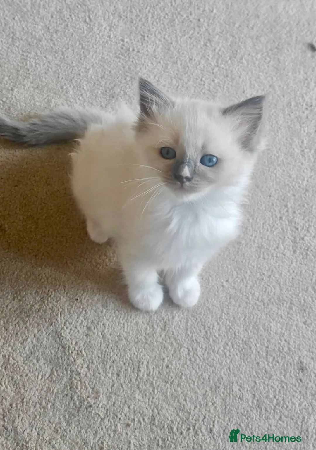 Ragamese cats for sale: READY THIS WEEK! TWO SIAMESE AND ONE RAGDOLL - Advert 2