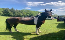 Other Breed horses for sale: Stunning Coloured Gelding - Advert 6