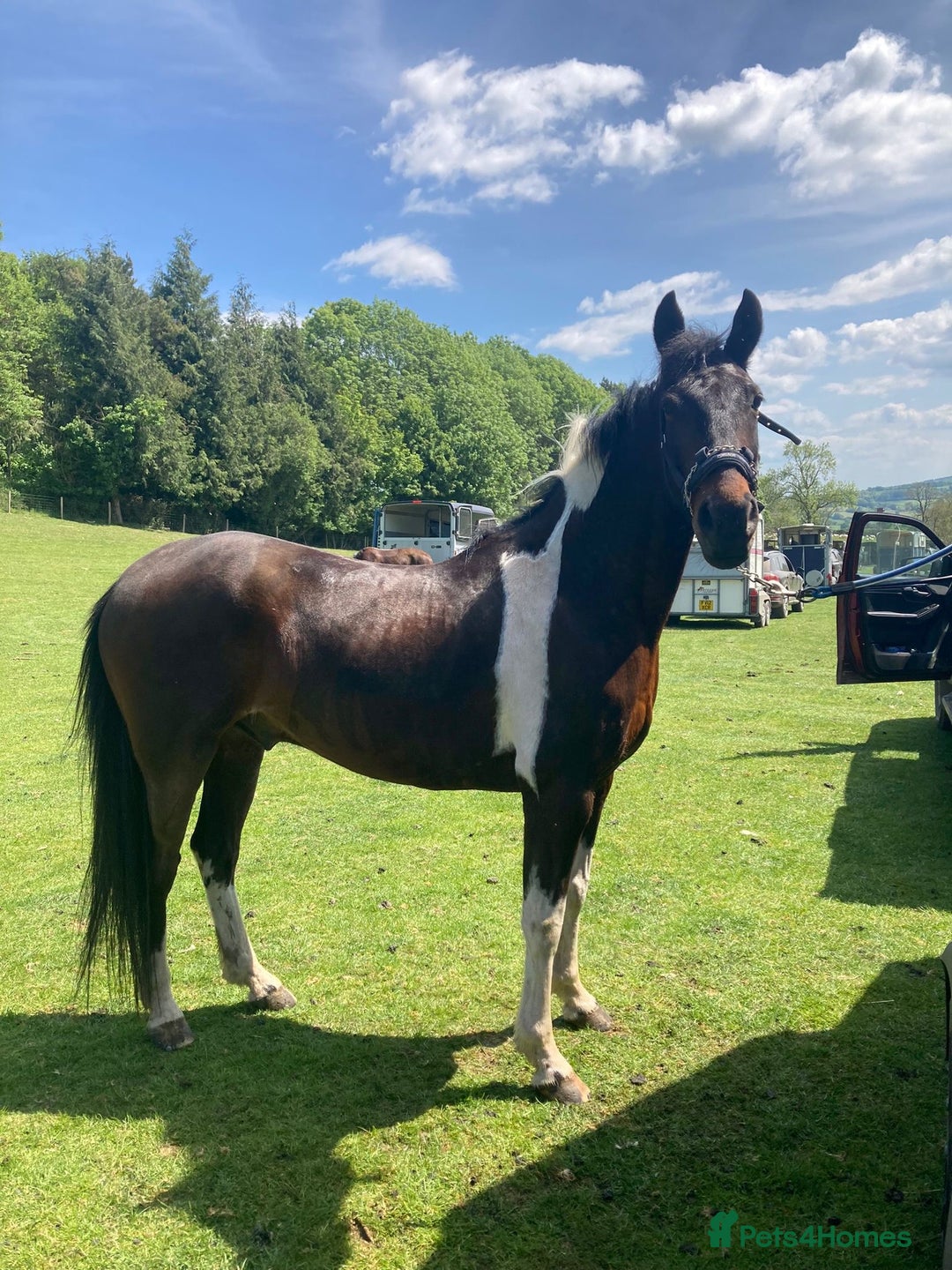 Other Breed horses for sale: Stunning Coloured Gelding - Advert 6