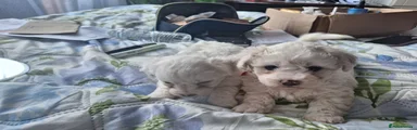Maltese Puppy 1