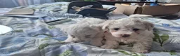 Maltese dogs for sale: Bishon maltese - Advert 12