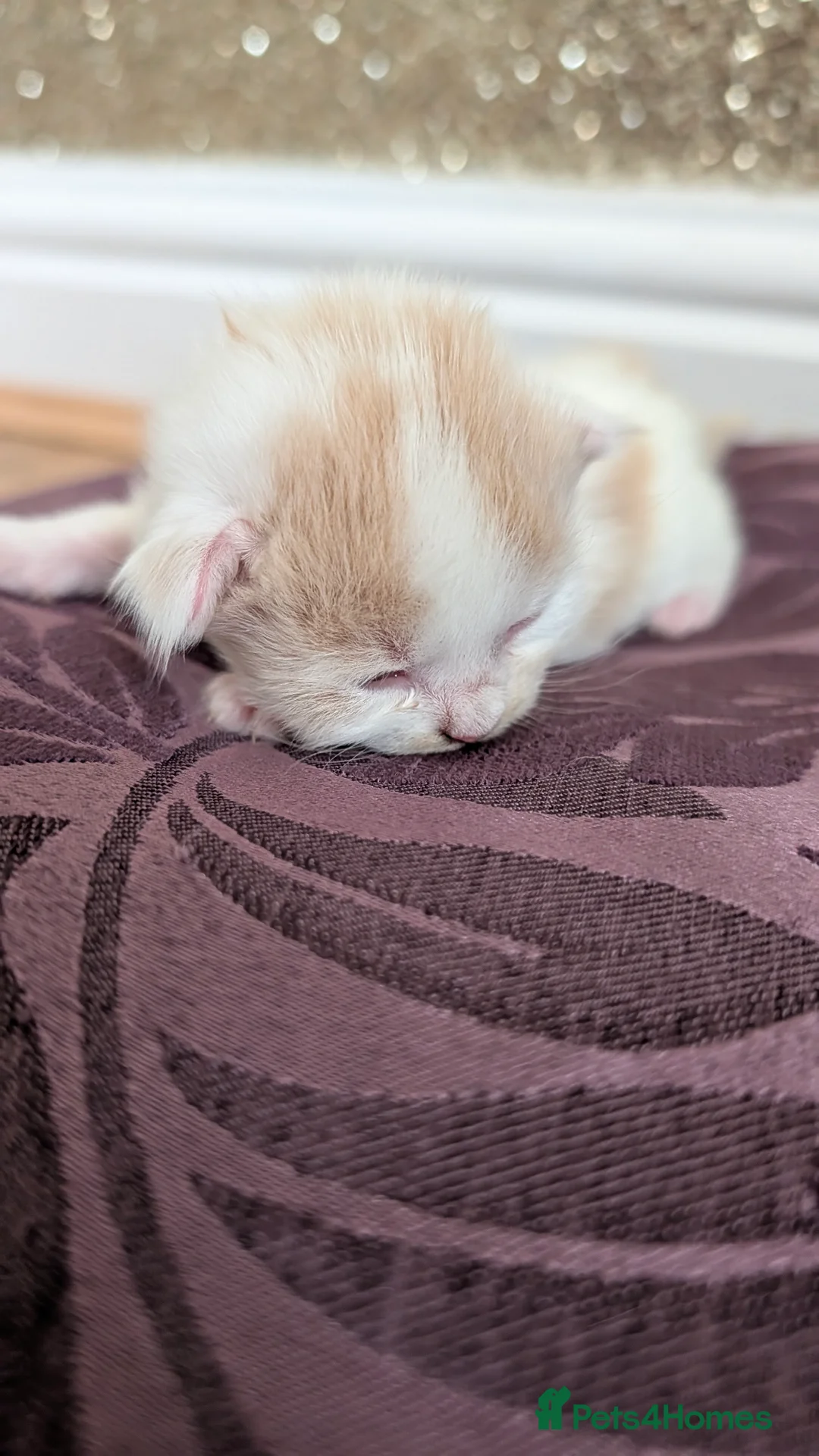 Mixed Breed cats for sale: £40 each or 2 for £70 - read description :) in Liverpool - Advert 39