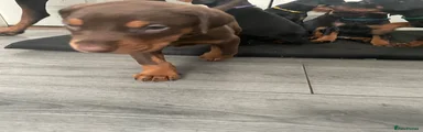 Dobermann Puppy 1 brown 