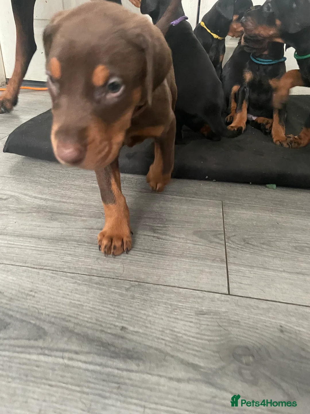 Dobermann dogs for sale: European Doberman puppies 3 available!! - Advert 31