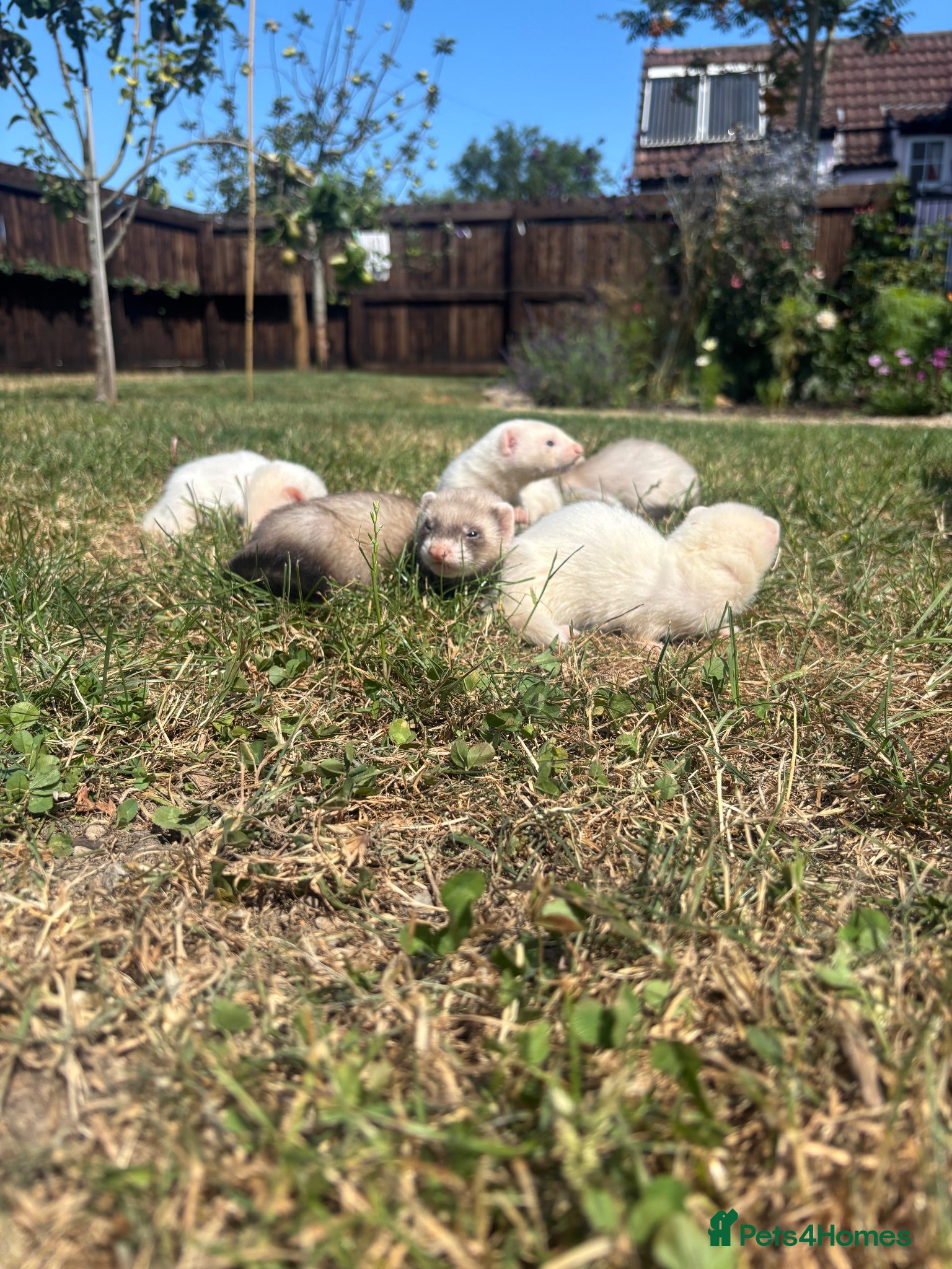 Ferret rodents Ferret kits  - Advert 2