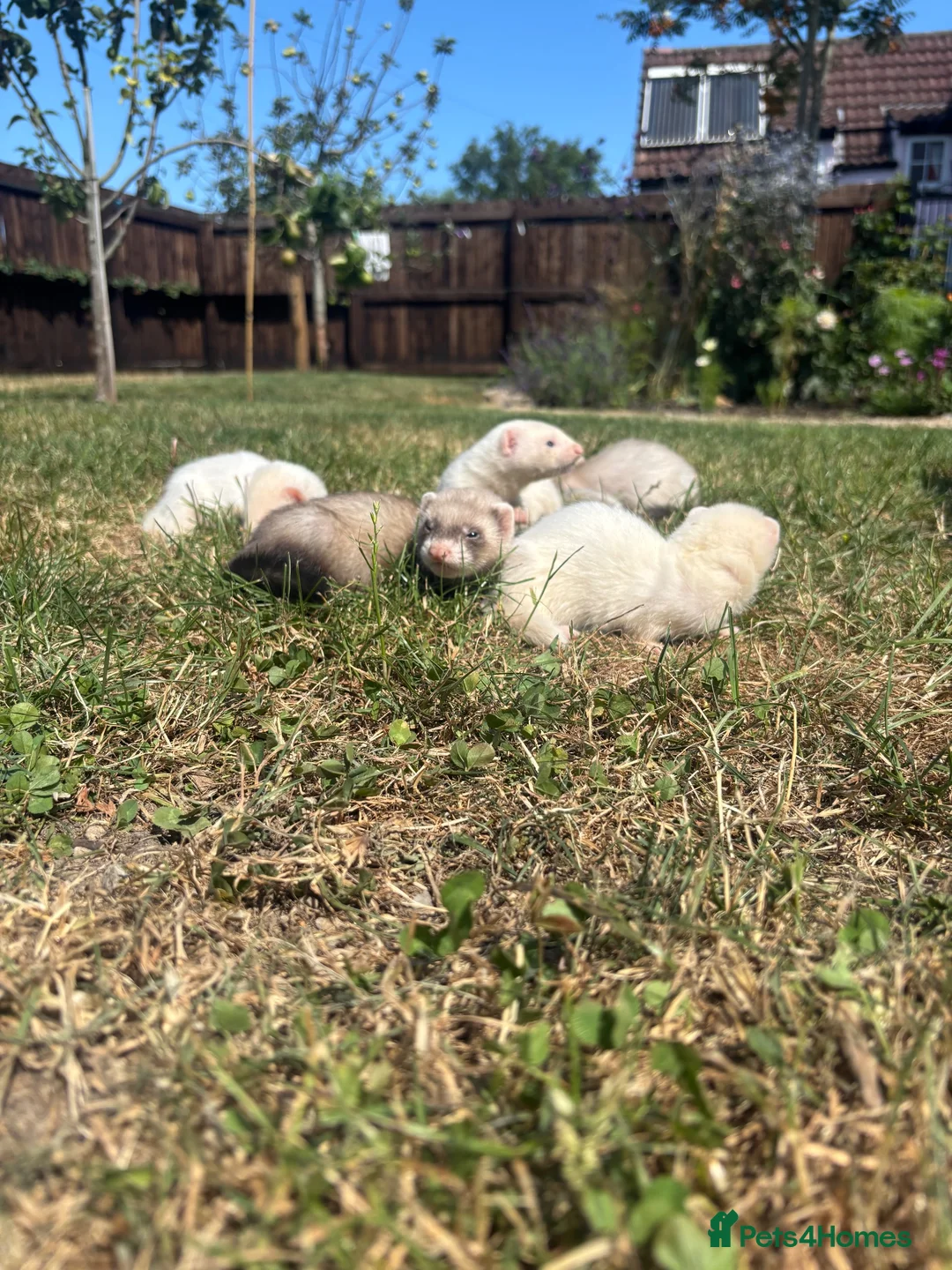 Ferret rodents for sale: Ferret kits  in Weston-super-Mare - Advert 2
