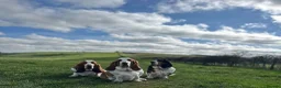 Basset Hound dogs for sale: Besset Puppies  in Swindon - Advert 4