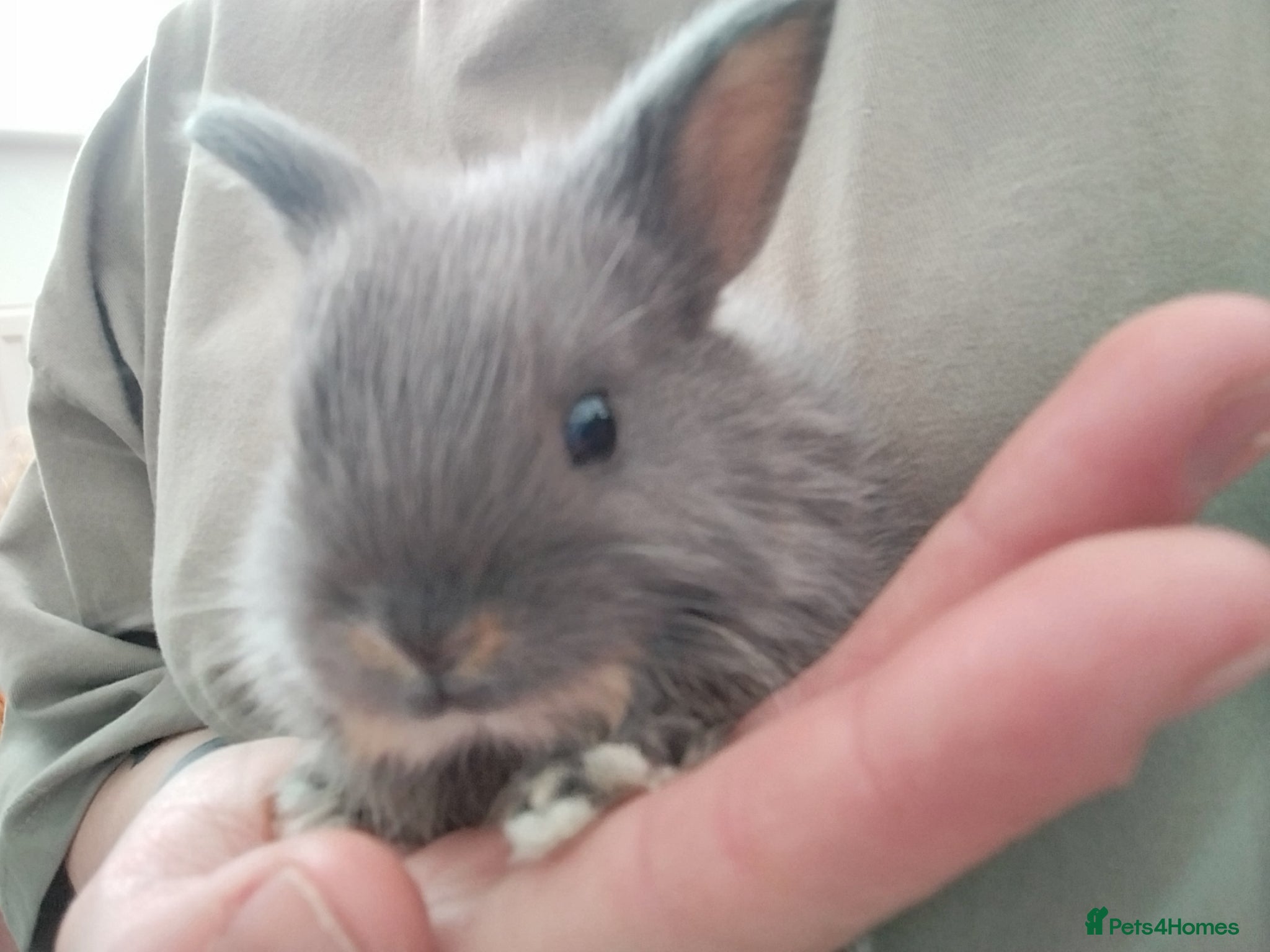 Mixed Breed rabbits Hybrid baby mini lion lops/Netherland dwarfs  - Advert 1