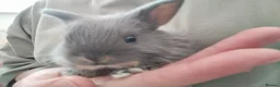 Mixed Breed rabbits for sale: Hybrid baby mini lion lops/Netherland dwarfs  - Advert 1