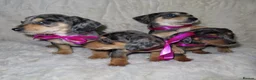 Dachshund dogs for sale: BEAUTIFUL DACHSHUND READY FOR FOREVER HOME!!! in Wolverhampton - Advert 22