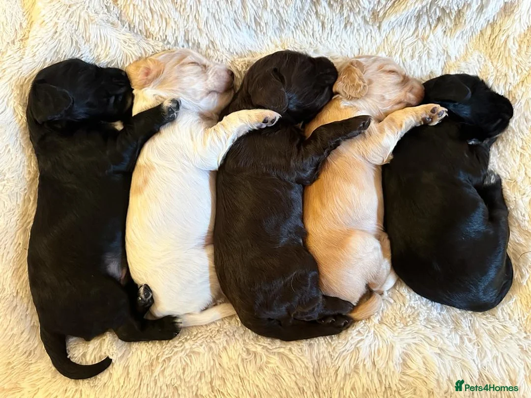 Cocker Spaniel dogs for stud: KC reg Working Cocker Spaniel for Stud in Cambridge - Advert 11