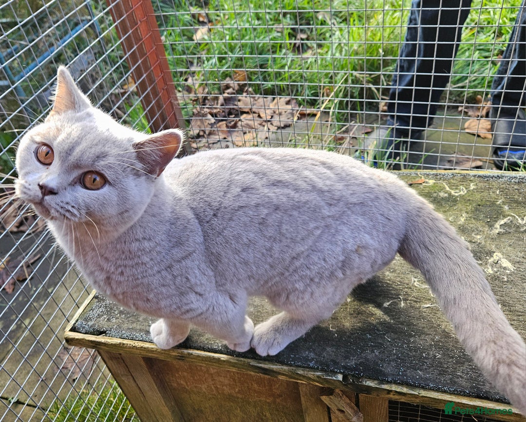 British Shorthair cats for sale: British Shorthair Boy Available  - Advert 5
