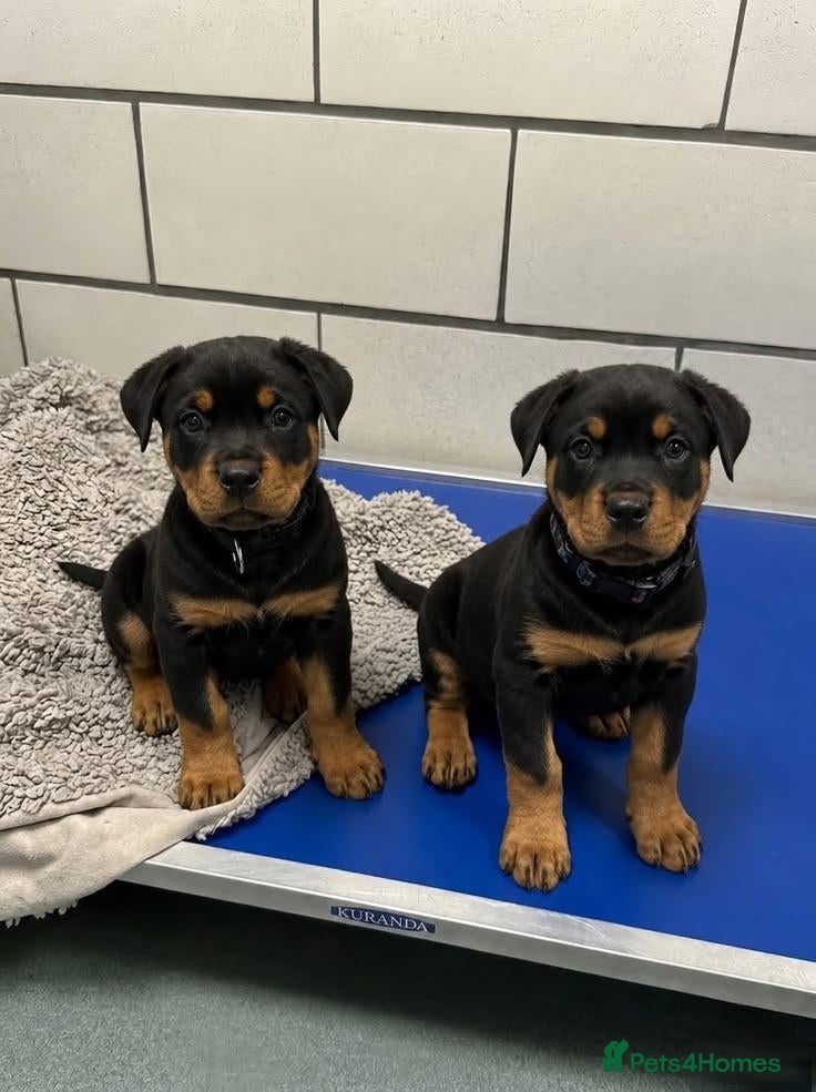 Rottweiler dogs Loving Rottweiler puppies ready now - Advert 6