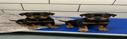 Rottweiler dogs for sale: Loving Rottweiler puppies ready now in Holywell - Advert 3