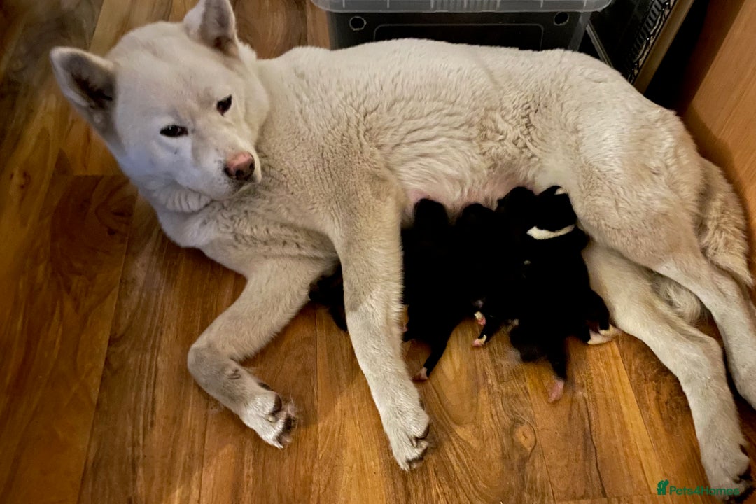 Akita dogs for sale: Stunning American Akita puppies - Advert 6