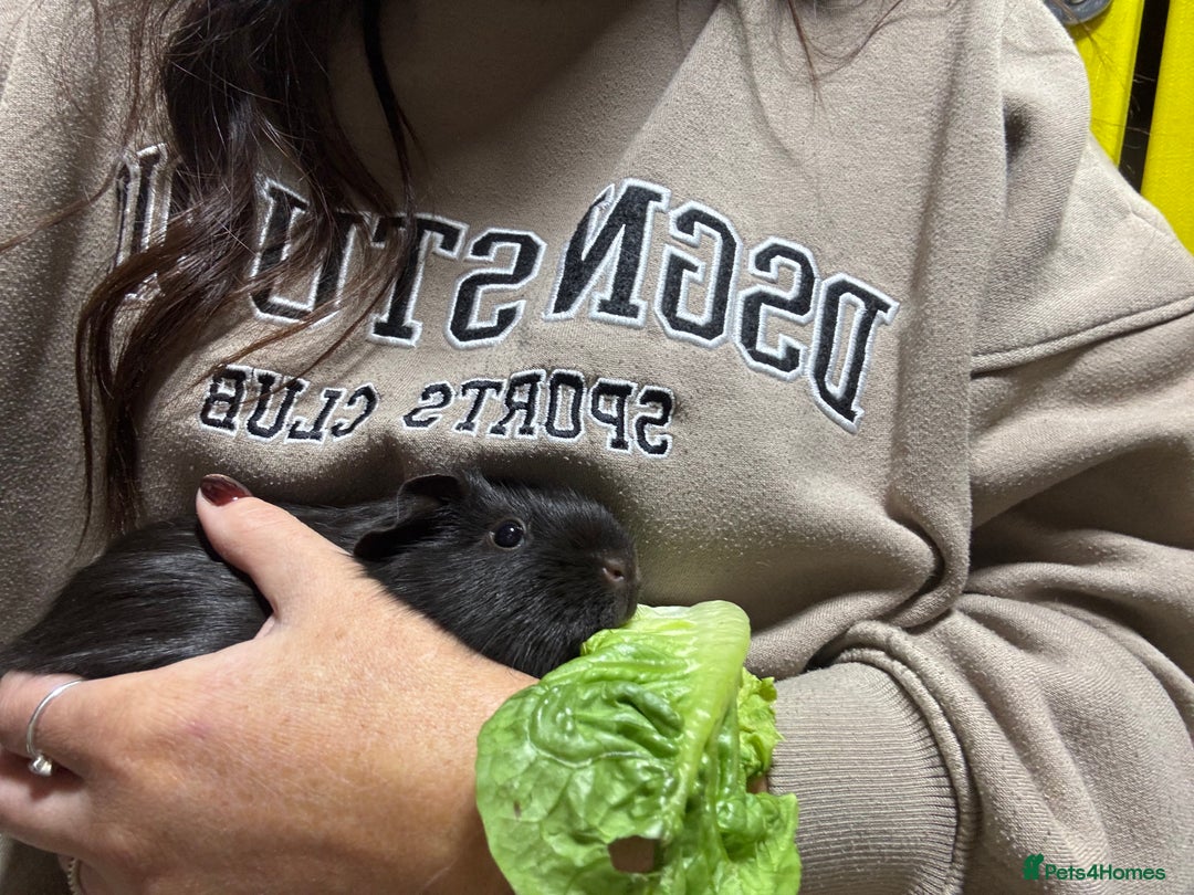 Guinea Pig rodents for sale: Peruvian and short haired sows for sale  - Image 12